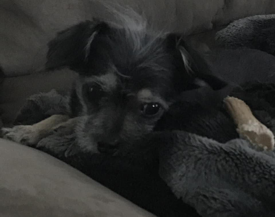 Lanie